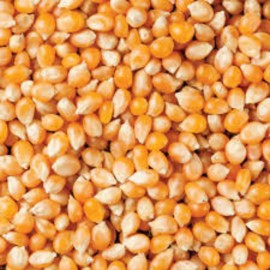BULK POPPING CORN PRODUCT OF AUSTRALIA 1KG 