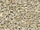 ORGANIC SUNFLOWER KERNELS AUSSIE 1KG