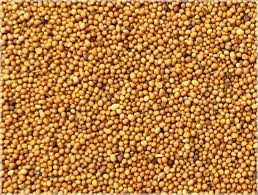 YELLOW MUSTARD SEEDS 1KG